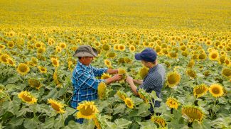 Agricultural business concept. Two farmers in sunflowers field controlling health of plant,