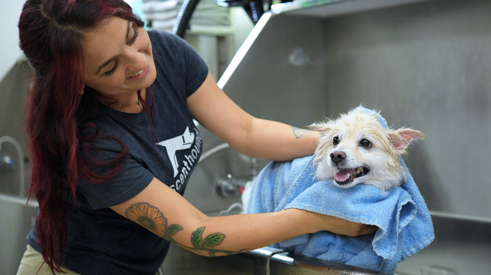 How Scenthound Is Pioneering in a Full Array of Dog Grooming Services